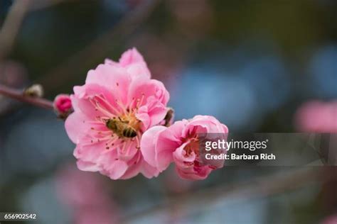 桃花圖|3,533 桃花 Stock Photos, High